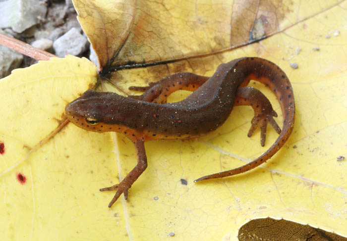 Central Newt